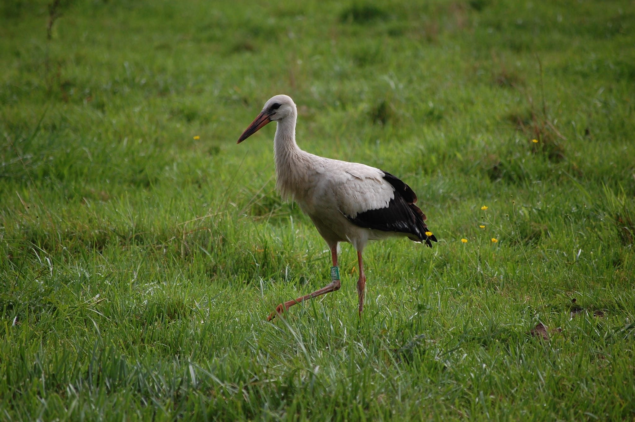 Placeholder grafiki projektu 1